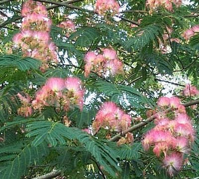 mimosa tree silk pink trees southern seeds flowers childhood remind look leaves yard plants plant feathery friday fun palm blooms