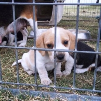 asl-brown-beagle