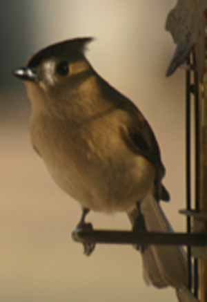 bird at feeder