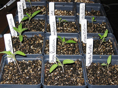 seedlings