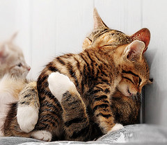 cat-hugs