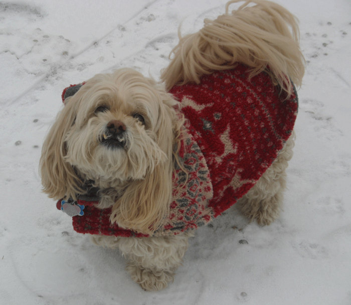 Our neighbor's dog, Harley, keeping warm in his snazzy coat.
