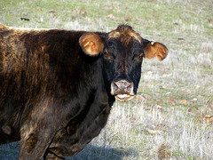 cow