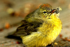 yellow-bird