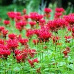 Bee Balm in Bloom