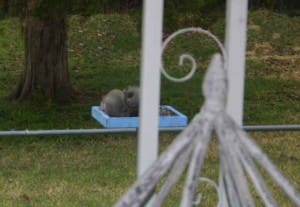 The squirrel is having lunch at the bird feeder.