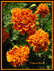 marigold