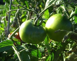 green-tomato