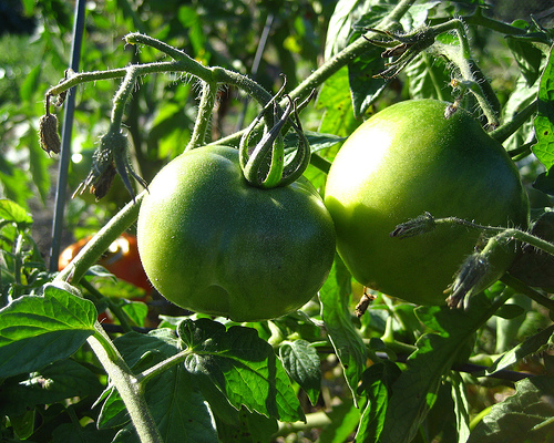 green tomato