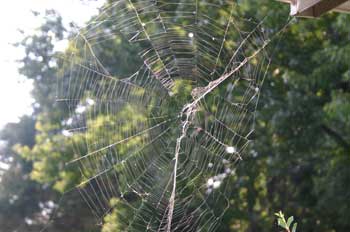 A spider weaving a web.