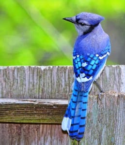 bluejay