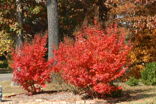 Red bushes