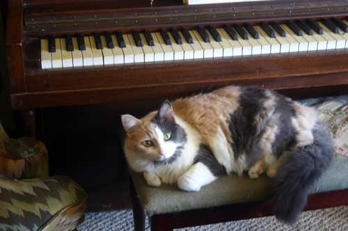 So is Princess Grace Calli Cat (who does occasionally play the piano).