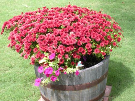 Mums and petunias in a whiskey barrel.