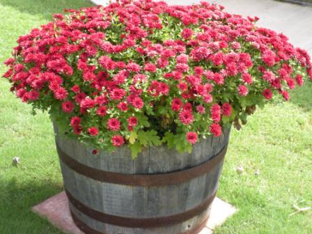 Mums in a whiskey barrel.