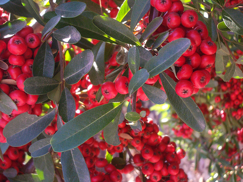 pyracantha