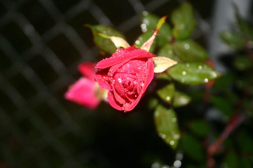 A sweet red rose bud.