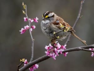 bird in tree