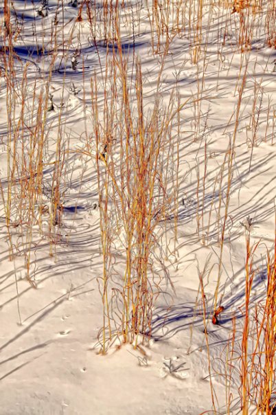 Tall Grass in the snow.