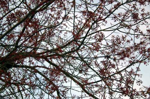 I love the red colors of this tree in spring before it turns to green