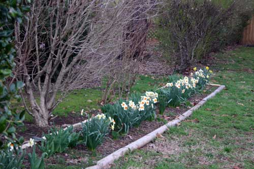 Daffodils in a row
