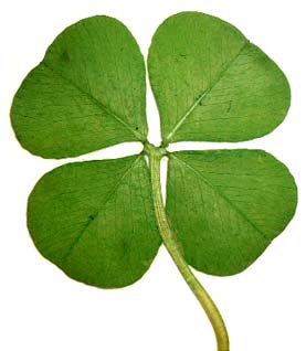 four_leaf_clover