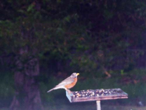 robin at the feeder