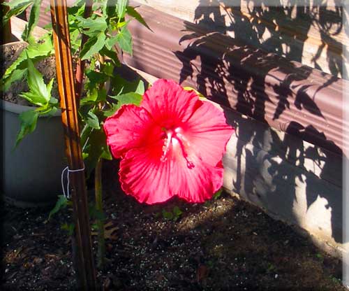 Pink Hibiscus