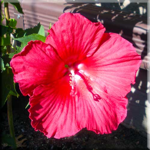 pink hibiscus