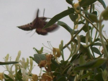 hummingbird