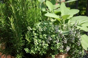 garden herbs