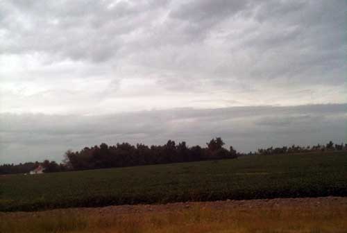 soybean field