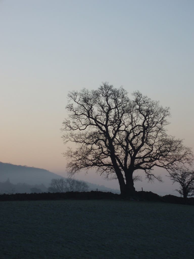 Tree in Winter