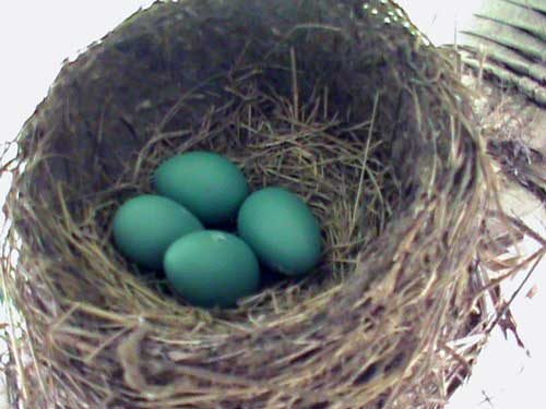 Robin's Eggs