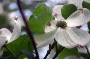 dogwood easter