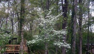 dogwoods easter