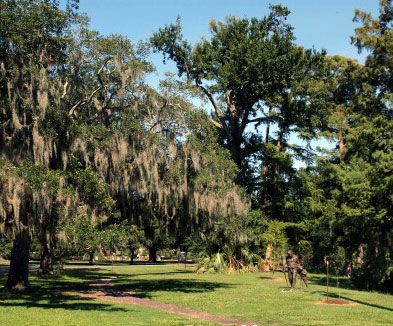 Audubon Park Spanish Moss