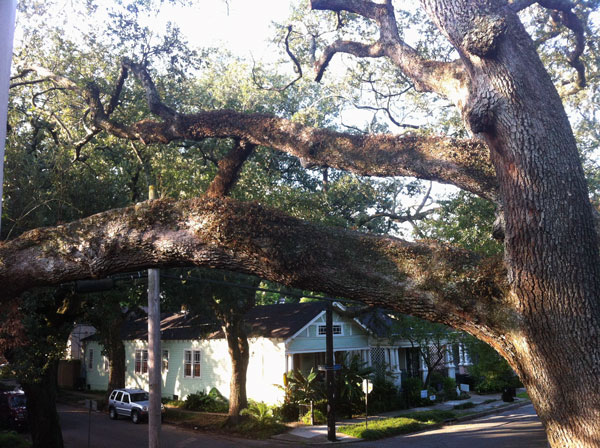 resurrection fern