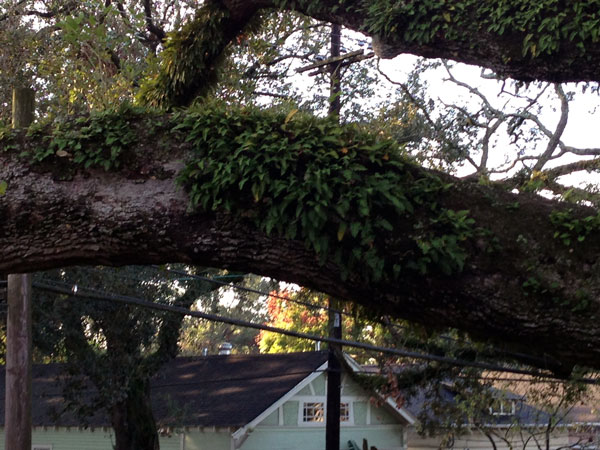 resurrection fern