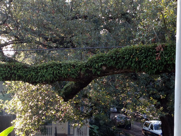 resurrection fern