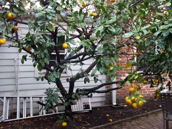 satsuma tree