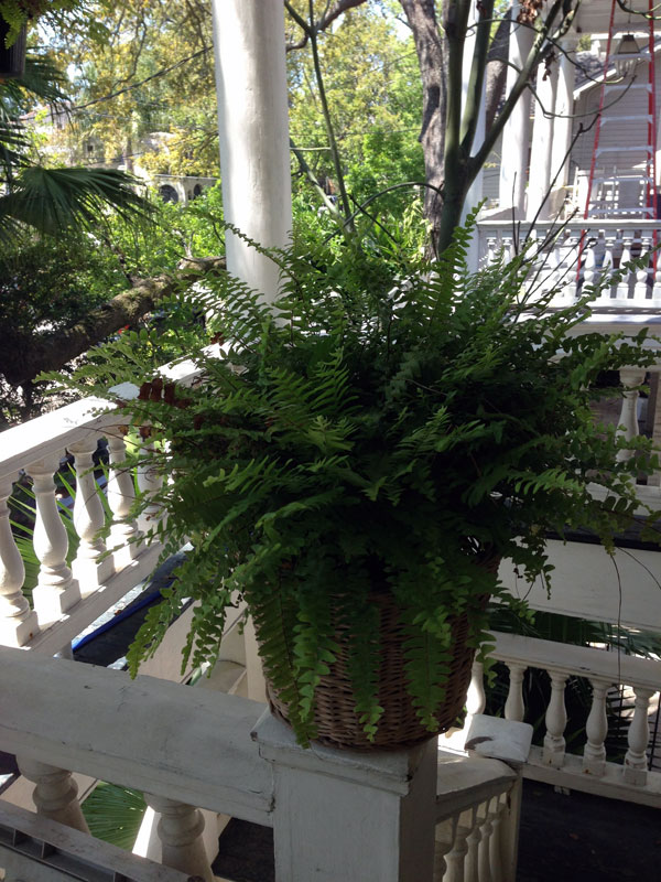 fern on the porch
