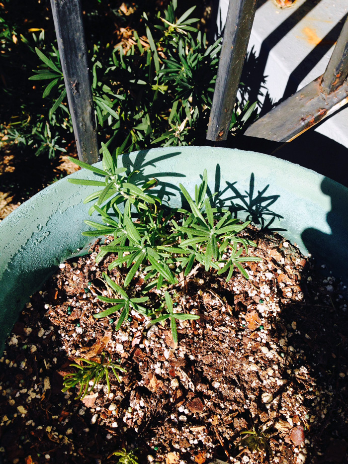 rosemary-pot