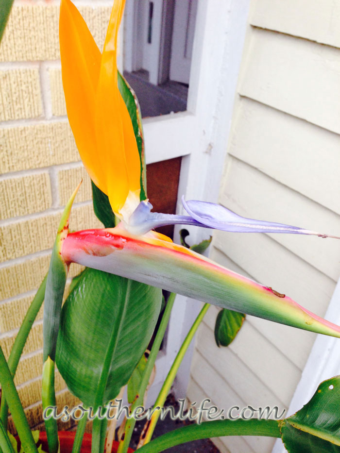 Bird of Paradise – It Finally Bloomed! :: A Southern Life