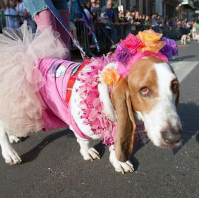 Mardi Gras pooch