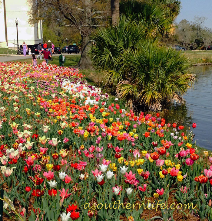 tulips3